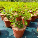 Hortenzia metlinatá (Hydrangea paniculata) ‘PINK LADY’ - výška 20-30 cm, kont. C2L